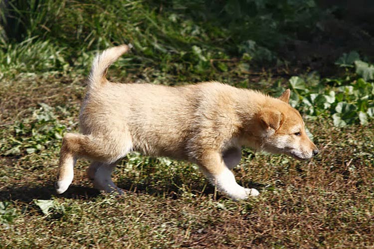 804a8ac3a1785aed067ceb2efad1802f Західносибірська лайка (ЗСЛ): опис породи собак з фото і відео