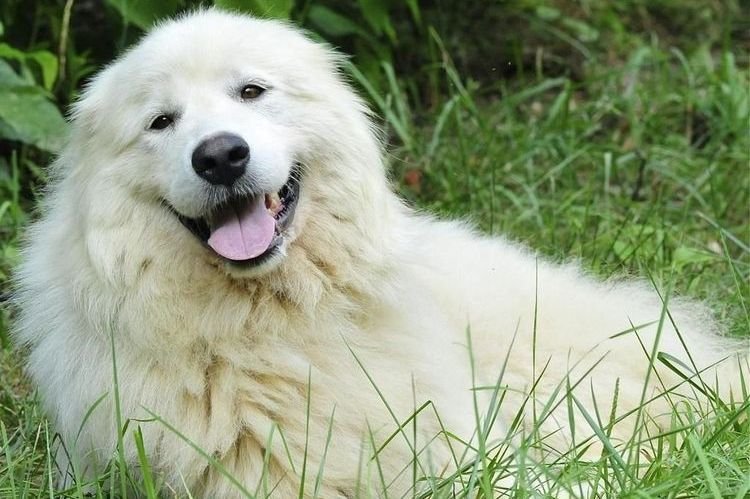 Як називається порода собаки біла велика?