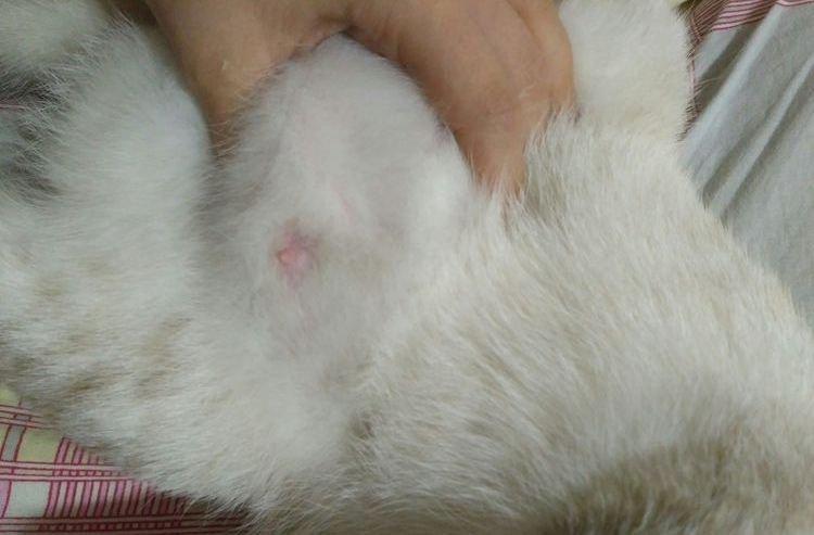 83938abc3453155c5fdb82b0afb2f7d0 У кішки опухла груди: причини і що робити | лікування, тверда