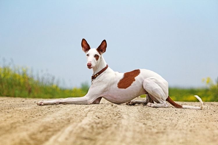 8430238dcfe546839962bd81476f3d62 Найшвидша собака в світі: яка порода