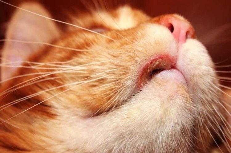 8548b56d4b81aa7978ff83812498f925 Болячка на губі у кішки або кота: болячка | ранки на верхній або нижній губі