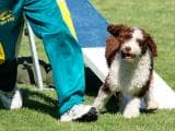 8595d6f821cb76f153fbcfa95dbac282 Іспанська водяна собака: опис породи собак з фото і відео