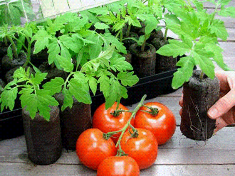 862fa9a129edf0a4c59ff65a7a22a5fb Коли можна садити (сіяти) помідори на розсаду за місячним календарем