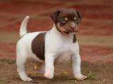 865d0dd9f3f6e44a9b27e4ffa3dac628 Бразильський терєр (Фокс паулистинья): огляд породи собак з фото і відео