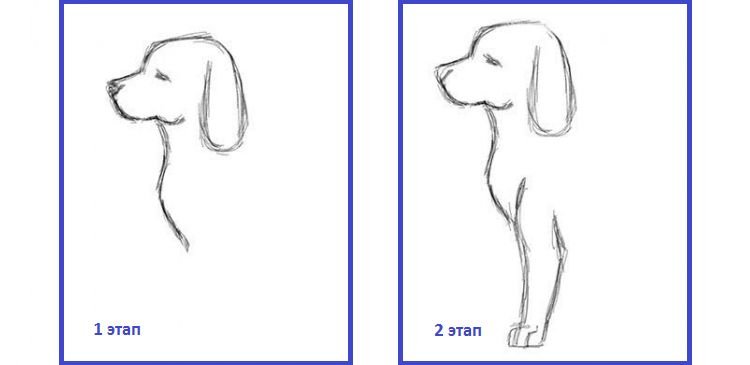 8680830ef4d6f51f3c771f4c67fd6ed6 Контур собаки: малюнок | як намалювати