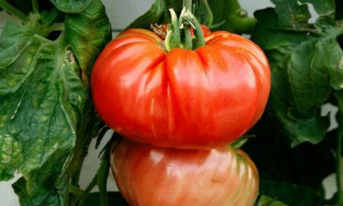 86b8abcbbf95053b24042387c4e73431 Кращі сорти томатів для відкритого грунту + які сорти помідор (томати) найурожайніші