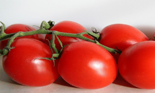 8f817f0a9f1f40c8007f2771e8ef69b2 Кращі сорти томатів для відкритого грунту + які сорти помідор (томати) найурожайніші