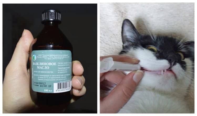 8ff1132f673ea43edb20e8a10686c296 Вазелінове масло для кішок | при запорах, як давати, дозування, доза