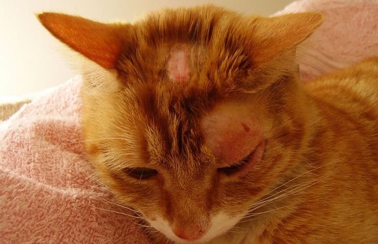 91f4700bd11f7114ada524c856fc8343 Трихомоніаз на шиї і голові у кішок: причини, лікування, що робити