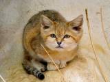 9633182044e2dbc0079b2496c183cef1 Барханный кіт (піщана кішка): в дикій природі та неволі, фото, відео, ціна