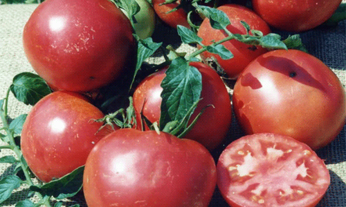99ddad9bde2b94c98fa79ae36973f46f Кращі сорти томатів для відкритого грунту + які сорти помідор (томати) найурожайніші