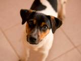 9aa571809ca79fe116c7f1974c1536de Бразильський терєр (Фокс паулистинья): огляд породи собак з фото і відео