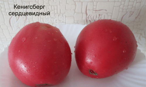 9aab06caa08d155e64b43915b59ba0cd Кращі сорти томатів для відкритого грунту + які сорти помідор (томати) найурожайніші