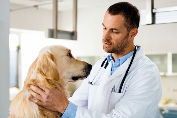 Заворот кишок у собак | симптоми, причини, лікування