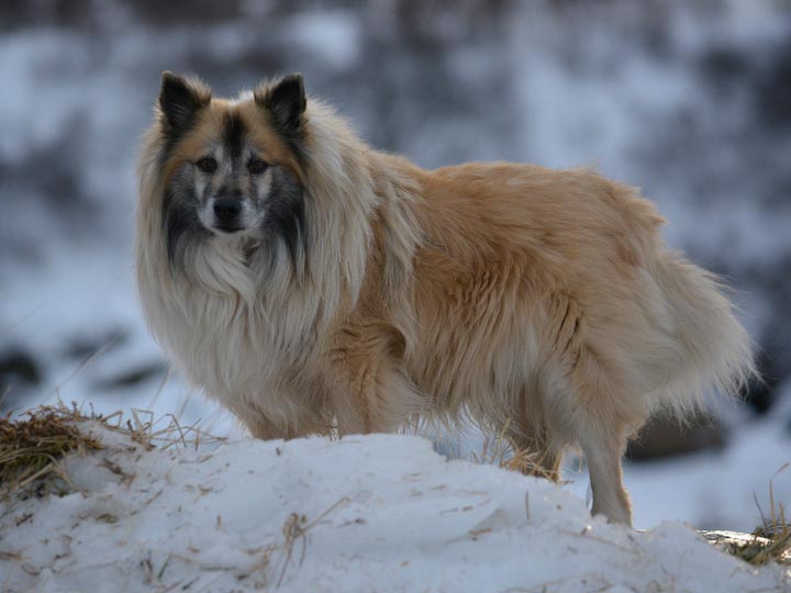 9b959cf38a1e56ca05f598e3c2d9b119 Ісландська собака: докладний опис породи з фото і відео