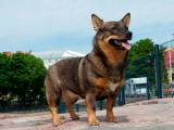 9db87f6c438582f1ac45b567933aff35 Шведський вальхунд (Вестготський шпіц): опсиание породи собак з фото і відео