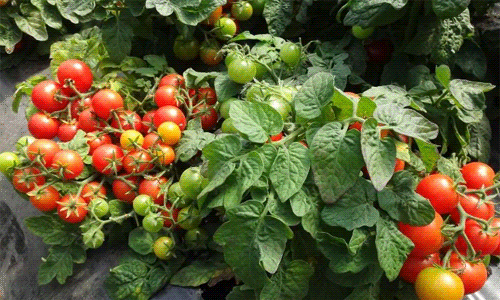 9f734df0cbc3877689d68700d2ec3f56 Кращі сорти томатів для відкритого грунту + які сорти помідор (томати) найурожайніші
