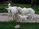 a615b18265038ea8c52fe0666f932e0e Словацька чувач: опис породи собак з фото і відео