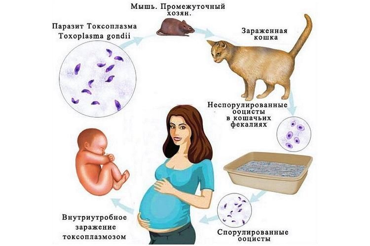 a7fe6207ff97058ee636ed476d204dd4 Чим можна заразитися від кішки людині | домашньої та вуличної, вагітної