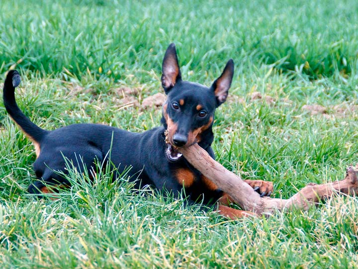 a9cf02eed100ddbab43aaaebdc9a6691 Німецький пінчер: опис породи собак з фото і відео