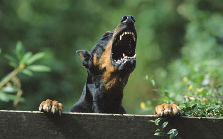 ae1cf67d8e7c3f4ef063d49755405b24 Найбільш агресивні породи собак в світі: топ 10 | назви з фотографіями
