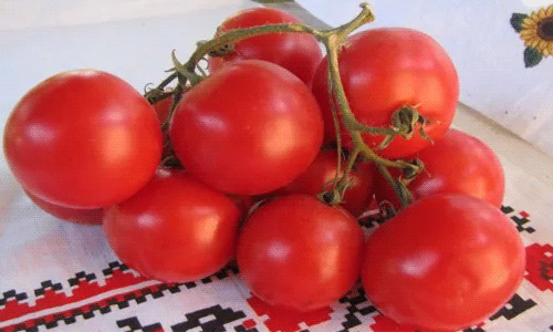 aeb28843d96e05e7935be632c31b2d28 Кращі сорти томатів для відкритого грунту + які сорти помідор (томати) найурожайніші