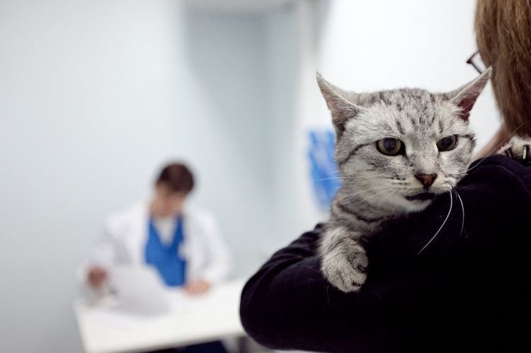 aecbba3563e34b10d2822f48798236b4 Лімфома у кішок і котів: лікування, симптоми, прогноз