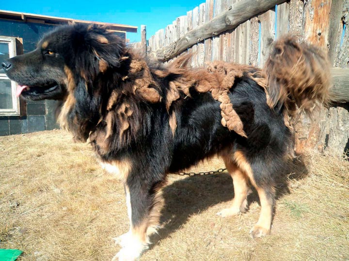 b09311700e3c602af2689f4405e661e0 Бурят монгольська вовкодав (Хотошо нохой): опис породи з фото і відео