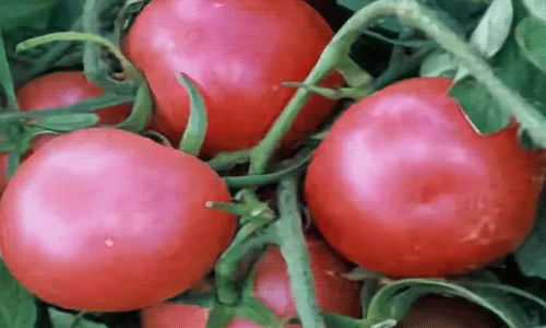 b0f777ef3be31e33ca8dbcb89207e1eb Кращі сорти томатів для відкритого грунту + які сорти помідор (томати) найурожайніші