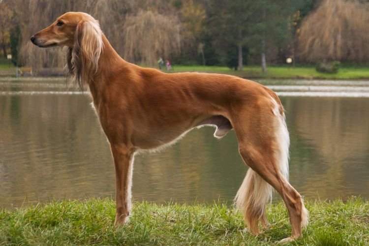 b14009f4205adda428af0a89c9e39a24 Найшвидша собака в світі: яка порода