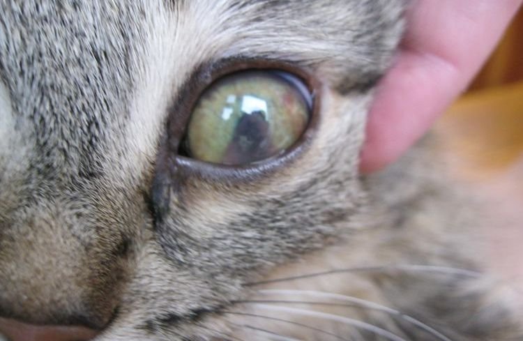 b8c8efe769d2eab7efe164404a715a2b Більмо на оці у кішок і котів | як лікувати, що робити, фото