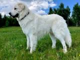 b90fd44be495106140501f4585c658b5 Словацька чувач: опис породи собак з фото і відео
