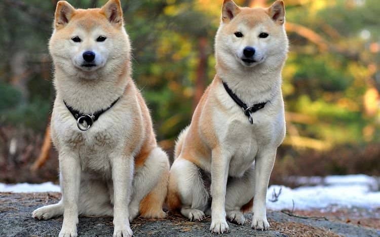 baf379d258b0b8b66fcf07ce8422b62c Японські породи собак з фотографіями і назвами