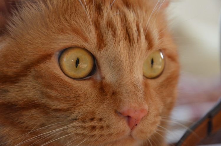 bbd10692bb859fdc5aa40d74286e5ffa У кішки або кота коричневі виділення з очей: причини і лікування темної рідини