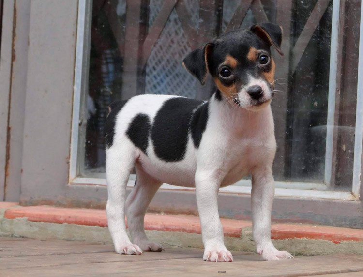 bd2bbc8743ba4220ee2c2ca7f73a7e90 Бразильський терєр (Фокс паулистинья): огляд породи собак з фото і відео