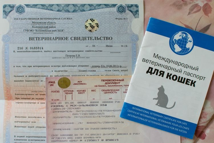 bef3388986862d815eb21e6ba7cc3b6a Ветеринарний паспорт для кішки: як зробити, скільки коштує, міжнародний, як заповнити