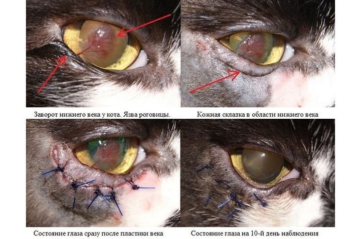 c41e3a2e86e7e08b6982f0b501a4f1e3 Заворот століття у кішки | лікування, без операції, що робити