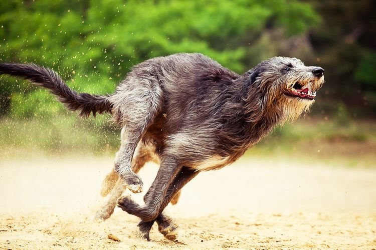 c5b4fda0b509230855fb9e4c49ee7747 Найшвидша собака в світі: яка порода