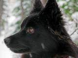 c64d9a25d937832ed50743924c5cb545 Ненецкая лайка (оленегонная): опис породи собак з фото і відео