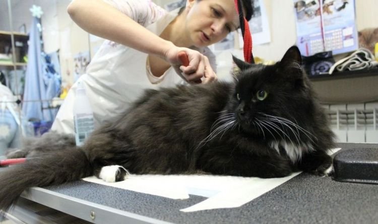 c8a804250908206c9366e4e9d5997f1b Рани на шиї і на тілі у кішок і котів: причини і лікування | що робити