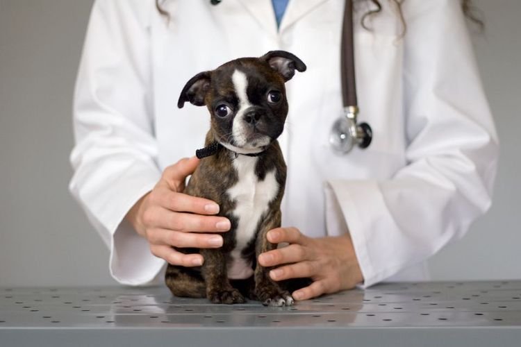 cafa39b1fc783ef92f74bc74b7a971e2 Вакцина Гексаканивак для собак: інструкція по застосуванню | ціна, відгуки