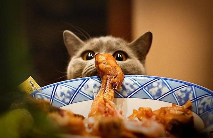  Яким кормом годувати кішку британську