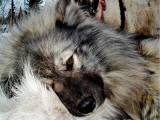 d14f0cf771de244f42e89ab484abeab5 Ненецкая лайка (оленегонная): опис породи собак з фото і відео