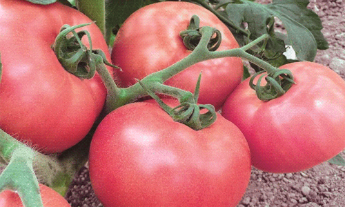 d4a3763ad62699b8b79a97a396d7323d Кращі сорти томатів для відкритого грунту + які сорти помідор (томати) найурожайніші
