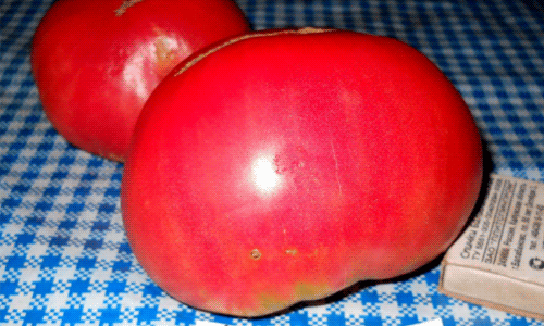 d6585348122aeebeafc690a584f382f7 Кращі сорти томатів для відкритого грунту + які сорти помідор (томати) найурожайніші