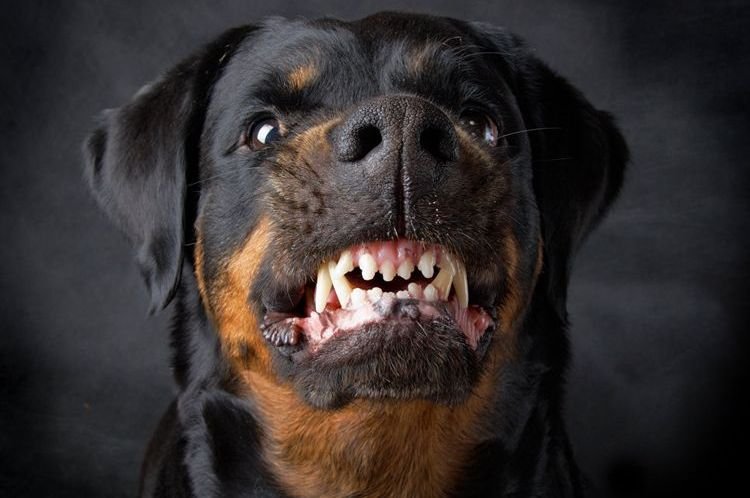 dbdb2f13de6ad00d65a26450fc34f99c Найбільш агресивні породи собак в світі: топ 10 | назви з фотографіями