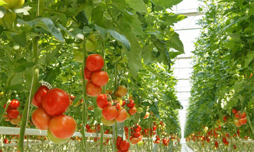 dc336a8365b7c7fa3feb11c40892ae5a Коли можна садити (сіяти) помідори на розсаду за місячним календарем