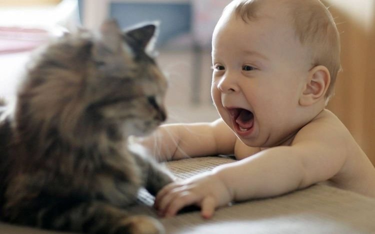 dcda4e5d4b362489b04049f010c8e846 Як проявляється алергія на кішок у дітей | немовлят, новонароджених