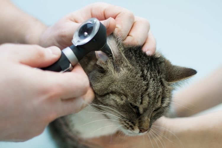 ddb6236490c368959de5fcf733f621a2 У вухах у кота чорний наліт: що робити | причини, лікування, коричневий