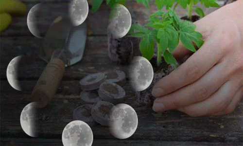 de72037976d99b86398ec9a4ba5457a6 Коли можна садити (сіяти) помідори на розсаду за місячним календарем